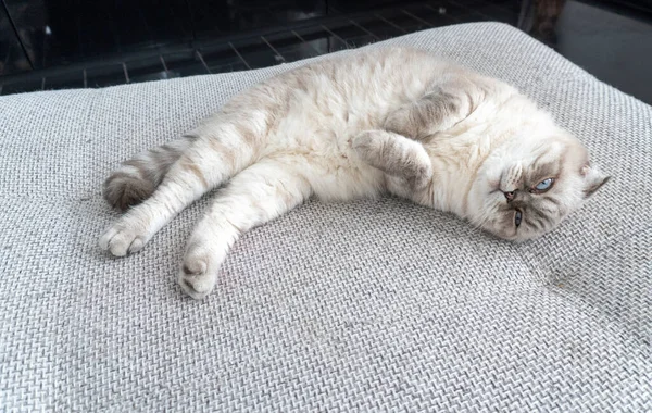 Foto Gato Escocés Pliegue Escocés Blanco Con Ojos Azules —  Fotos de Stock