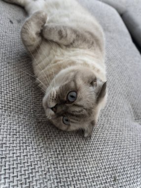 fotoğraf beyaz kedi mavi gözlü İskoç yetiştiriyor - katla