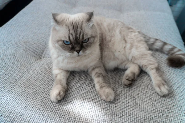 Foto Raça Gato Escocesa Branco Com Olhos Azuis Dobra Escocesa — Fotografia de Stock