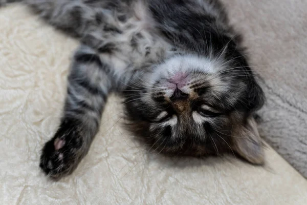 Imagina Gatito Pequeño Hermoso Fondo Portada Para Cuadernos — Foto de Stock