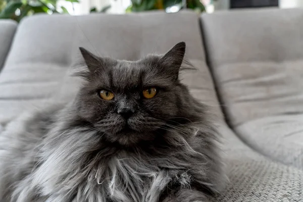 照片上美丽的灰色绒毛猫 优秀的封面 明信片 — 图库照片
