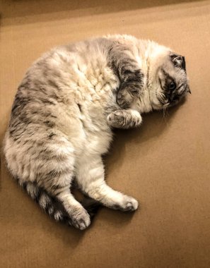 Beyaz kedi İskoç üretiyor.