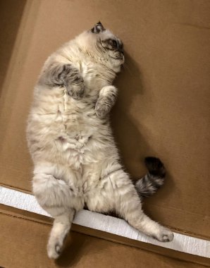 Beyaz kedi İskoç üretiyor.