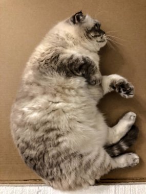 Beyaz kedi İskoç üretiyor.