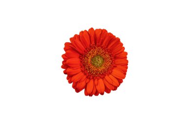 Beyaz arka planda izole Gerbera çiçeği kırmızısı