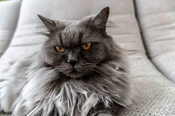 Güzel Gri Tüylü Kedi Fotoğrafı Evcil Hayvanlar Mükemmel Kapak Poster — Stok fotoğraf