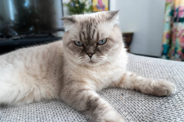 Foto Gato Escocés Pliegue Escocés Blanco Con Ojos Azules — Foto de Stock