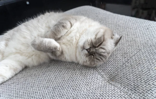 Foto Scottish Cat Scottish Fold Branco Com Olhos Azuis — Fotografia de Stock