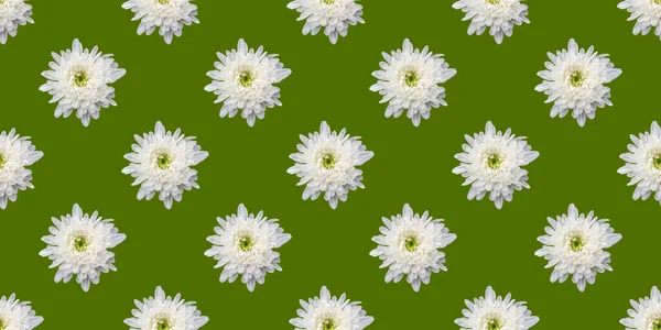 Beautiful Background Flowers Seamless Pattern White Chrysanthemum — Stock Photo, Image