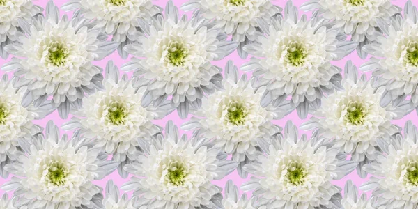 Beautiful Background Flowers Seamless Pattern White Chrysanthemum — Stock Photo, Image