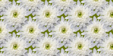 Beyaz kasımpatı ile kusursuz desenli çiçeklerle güzel bir arka plan.