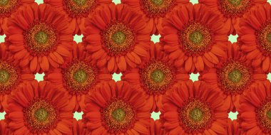 Çiçeklerle donatılmış güzel bir arka plan. Kırmızı Gerbera desenli.