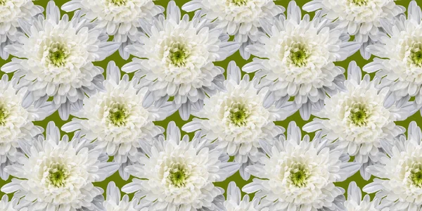 Beautiful Background Flowers Seamless Pattern White Chrysanthemum — Stock Photo, Image