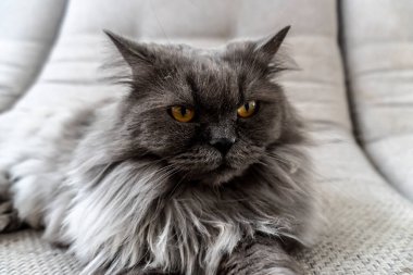 Güzel gri tüylü kedi fotoğrafı. Evcil hayvanlar. Mükemmel kapak, poster, kartpostal