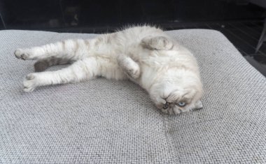 Fotoğraf İskoç kedisi, İskoç katlı, mavi gözlü beyaz