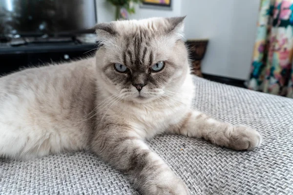 Foto Scottish Cat Scottish Fold Branco Com Olhos Azuis — Fotografia de Stock