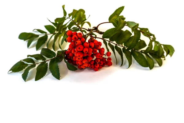 Isolé Sur Fond Blanc Branche Rowan Avec Des Baies Rouges — Photo