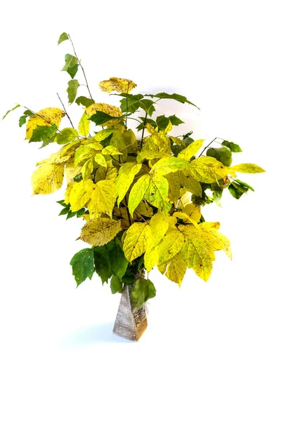 Buket Terisolasi Musim Gugur Cabang Cabang Pohon Dengan Daun Kuning — Stok Foto