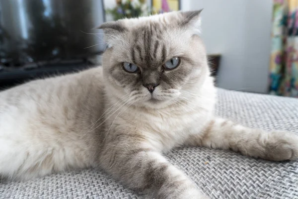 Skotská Kočka Skotská Přehyb Bílá Modrýma Očima — Stock fotografie