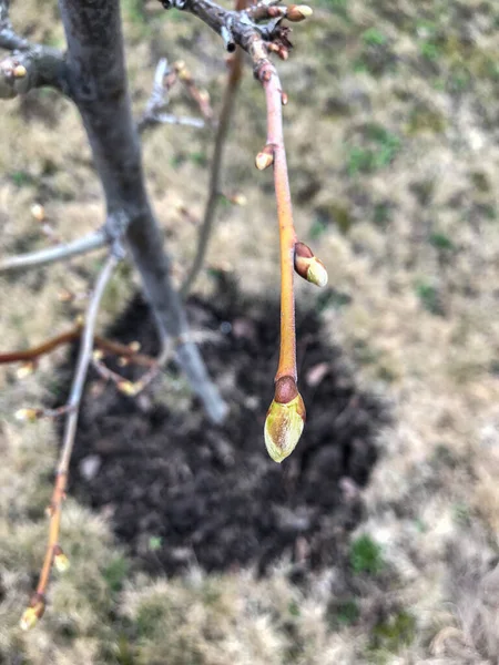 Primavera Temprana Jardín Folletos Jóvenes Florecen Las Ramas Del Manzano — Foto de Stock