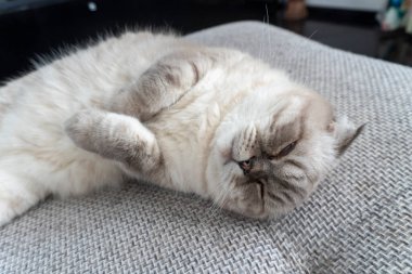 Fotoğraf İskoç kedisi, İskoç katlı, mavi gözlü beyaz