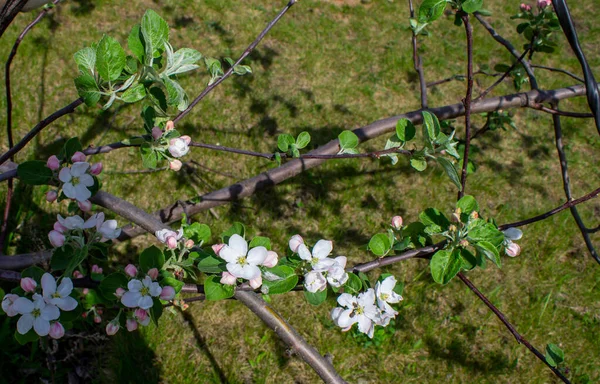 Early Spring Garden Flowers Blooms Branches Apple Tree — Stock Photo, Image