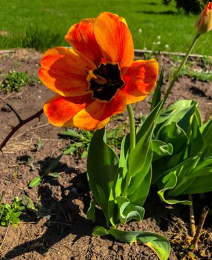 Bahçedeki güzel laleler Bahar Çiçekleri