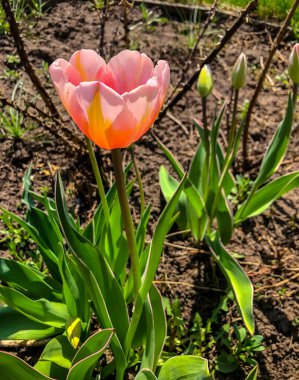 Bahçedeki güzel laleler Bahar Çiçekleri