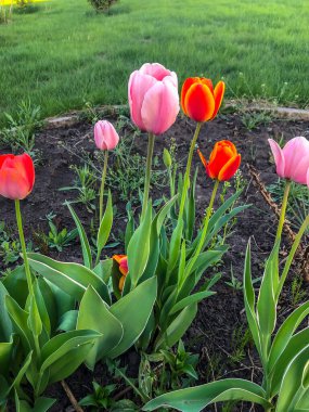 Bahçedeki güzel laleler Bahar Çiçekleri