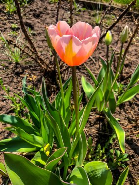 Bahçedeki güzel laleler Bahar Çiçekleri