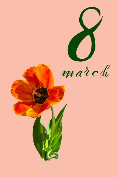 Journée Internationale Femme Mars Plat Lay Bannière Carte Voeux Aux — Photo