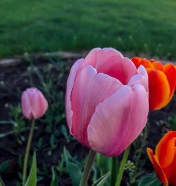 Bahçedeki güzel laleler Bahar Çiçekleri