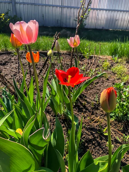 Beautiful Tulips Spring Flowers Garden — Stock Photo, Image