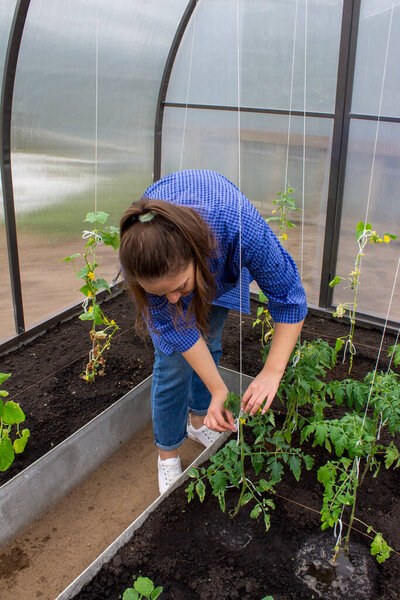 Young woman works in a greenhouse, cares for vegetables