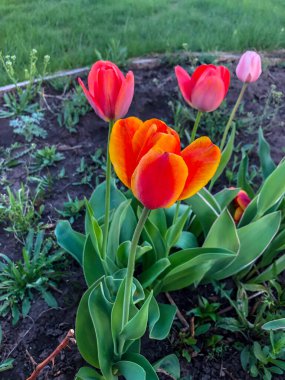 Bahçedeki güzel laleler Bahar Çiçekleri