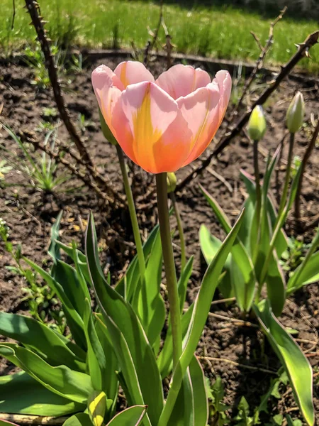 Beautiful Tulips Spring Flowers Garden — Stock Photo, Image