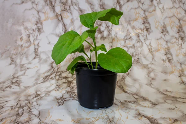 Early Spring Garden Eggplant Seedlings Pots — Stock Photo, Image