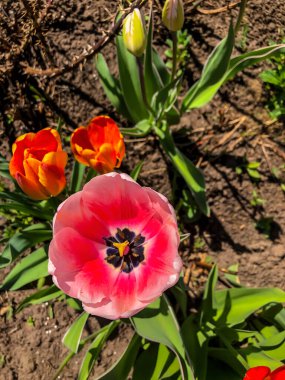 Bahçedeki güzel laleler Bahar Çiçekleri