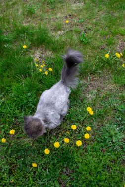 Gri kedi yazın bahçede yürür.