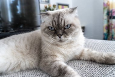 Fotoğraf İskoç kedisi, İskoç katlı, mavi gözlü beyaz