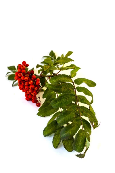 Isolé Sur Fond Blanc Branche Rowan Avec Des Baies Rouges — Photo