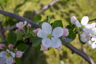 Bahçede ilkbaharın başlarında, elma ağacının dallarında çiçekler açar.