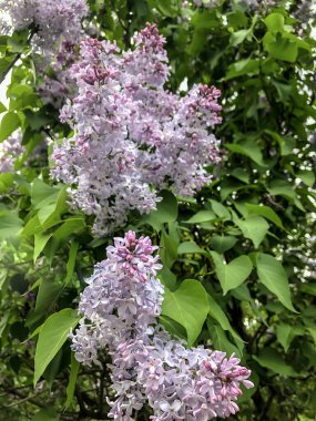 Güzel leylak çiçekleri baharda bahçede açar.