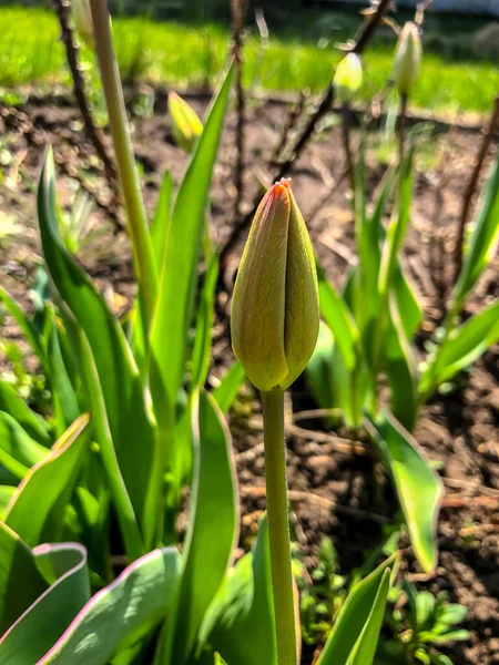 Schöne Tulpen Frühling Blumen Garten — Stockfoto