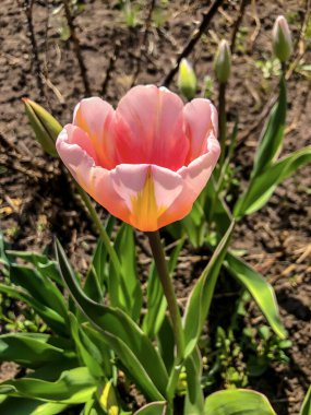 Bahçedeki güzel laleler Bahar Çiçekleri