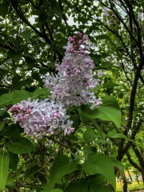Güzel leylak çiçekleri baharda bahçede açar.