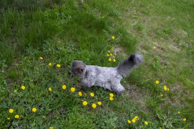 Gri kedi yazın bahçede yürür.