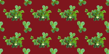 Çilek çalılı güzel, pürüzsüz desen, meyve ambalajı olarak kullanılabilir.