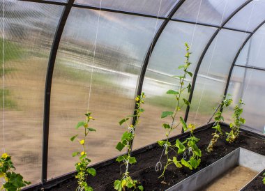 Baharda salatalık tohumu, bahçe ve tarım.