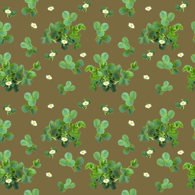 Çilek çalılı güzel, pürüzsüz desen, meyve ambalajı olarak kullanılabilir.